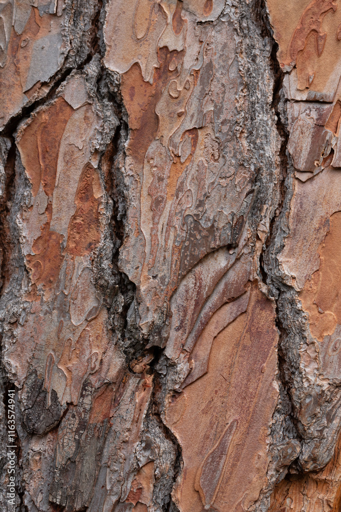bark texture of Pinus Pinea L. pine trunk bark texture of Pinus Pinea L. pine trunk