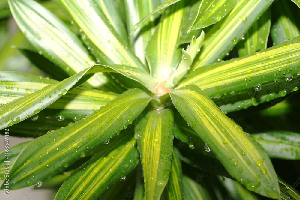 Fototapeta premium Beautiful Dracaena fragrans plant