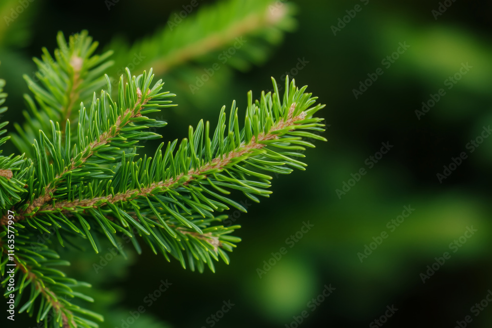 Close-up of vibrant green pine needles on a branch with a blurred natural background Close-up of vibrant green pine needles on a branch with a blurred natural background