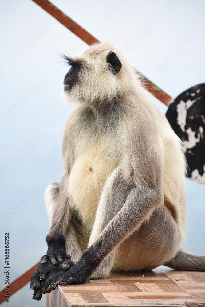 Obraz premium Semnopithecus is a genus of Old World monkeys native to the Indian subcontinent, with all species with the exception of two being commonly known as gray langurs. 