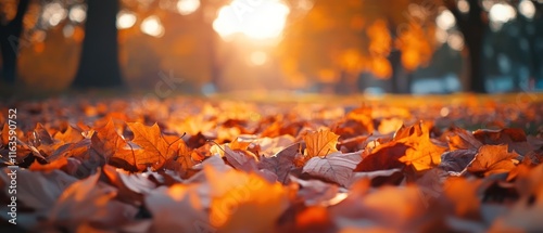 Wallpaper Mural Autumn leaves at sunset in a park. Torontodigital.ca
