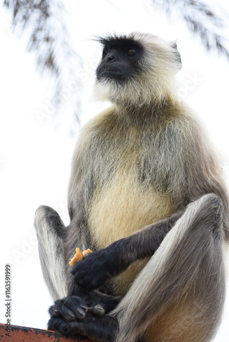 Картината върху платно Semnopithecus is a genus of Old World monkeys native to the Indian subcontinent, with all species with the exception of two being commonly known as gray langurs