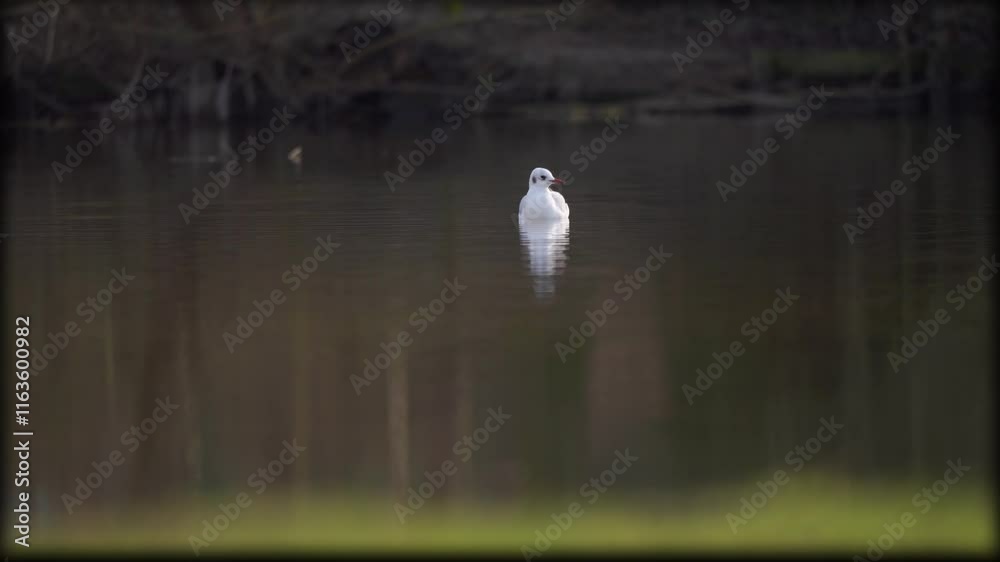 oiseau d'eau blanc nageant tout seul sur l'eau, en hiver