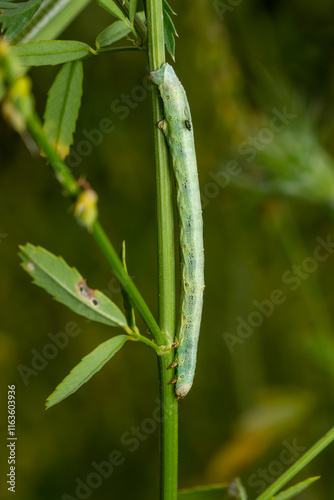 Giant Looper moth caterpillar - Ascotis selenaria, beautiful green caterpillar of geometer moth from European meadows and grasslands, Zlin, Czech Republic. photo