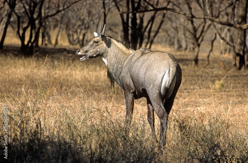 Nilgault, Nilgai, Boselaphus tragocamelus, Parc national de Ranthambore, Inde photo