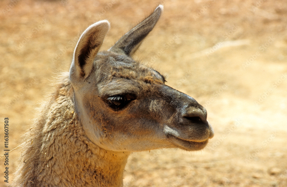 Obraz premium Lama, Lama glama