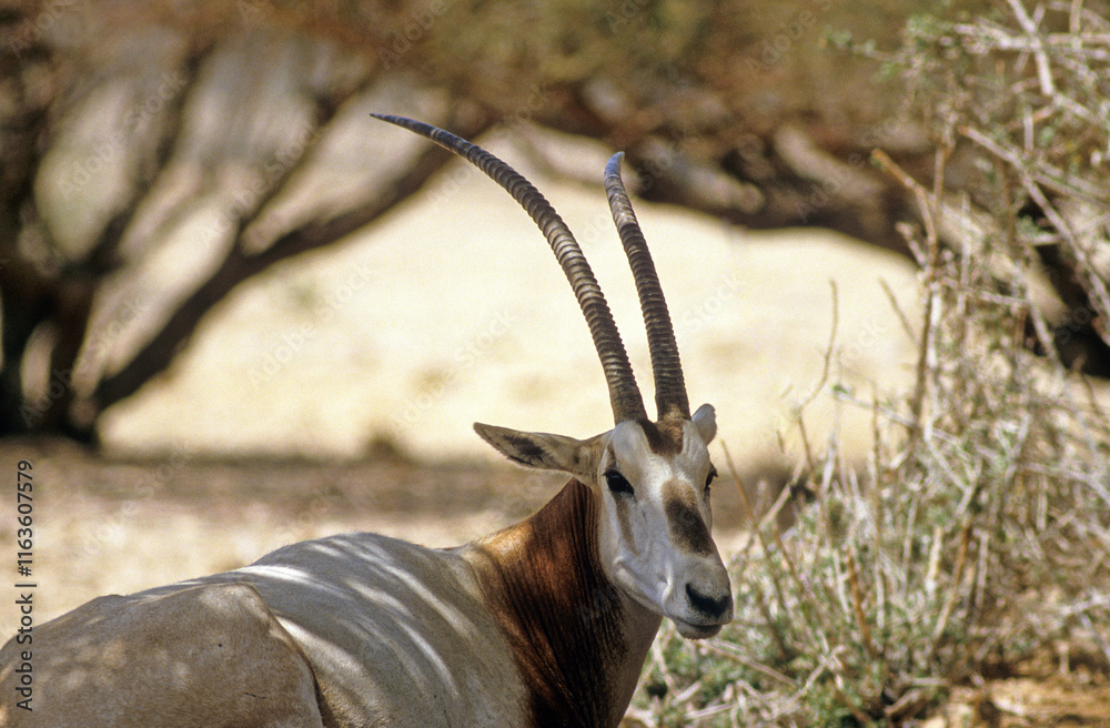 Fototapeta premium Oryx algazelle, Oryx damah