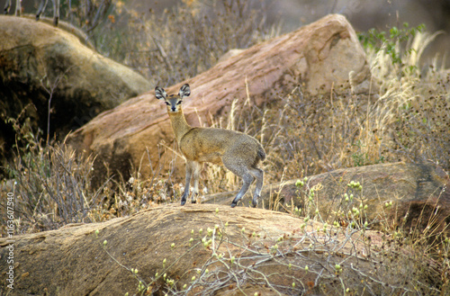 Oréotrague, Oreotragus oreotragus, Parc national du Tsavo, Kenya photo