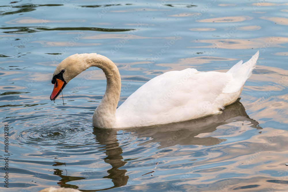Naklejka premium A graceful white swan swimming on a lake with dark water. The white swan is reflected in the water