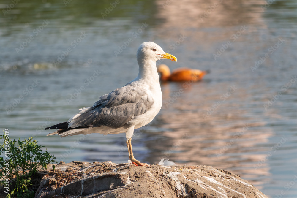 Seagull sits on stone cliff at the sea shore Seagull sits on stone cliff at the sea shore