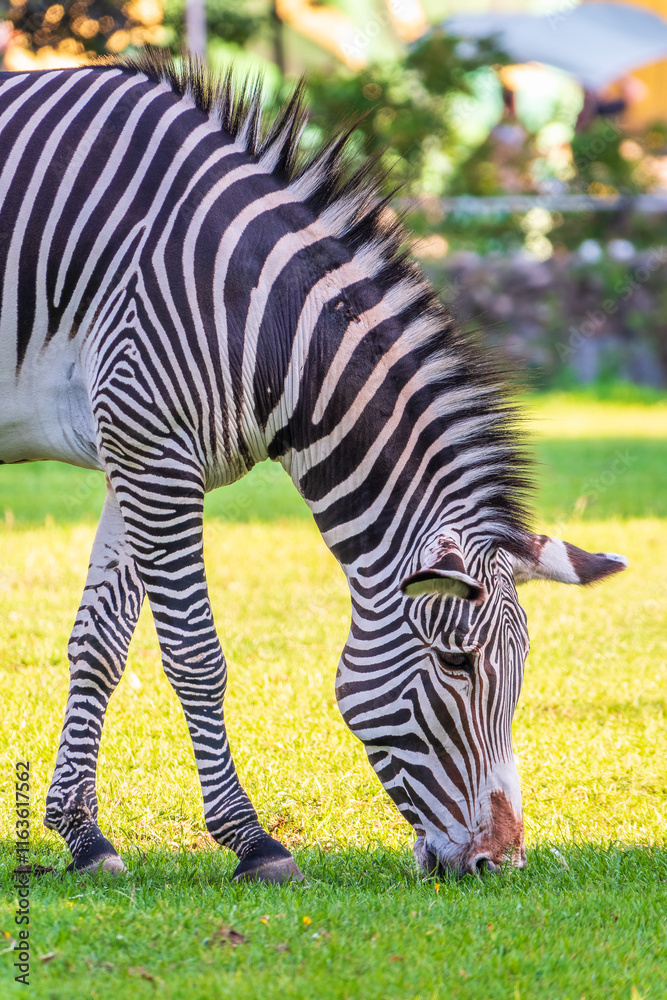 Grevy's zebra, lat Equus grevyi, also known as the imperial zebra eats green grass. Grevy's zebra, lat Equus grevyi, also known as the imperial zebra eats green grass.