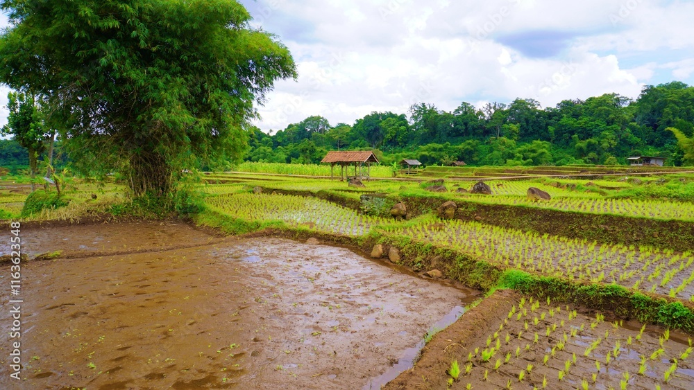 Obraz premium green rice paddy field