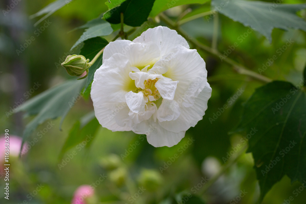 bright large white flowers of Hibiscus mutabilis, in the garden, also known as the Confederate rose, Dixie rosemallow, cotton rose or cotton rosemallow. Summer floral background. bright large white flowers of Hibiscus mutabilis, in the garden, also known as the Confederate rose, Dixie rosemallow, cotton rose or cotton rosemallow. Summer floral background.