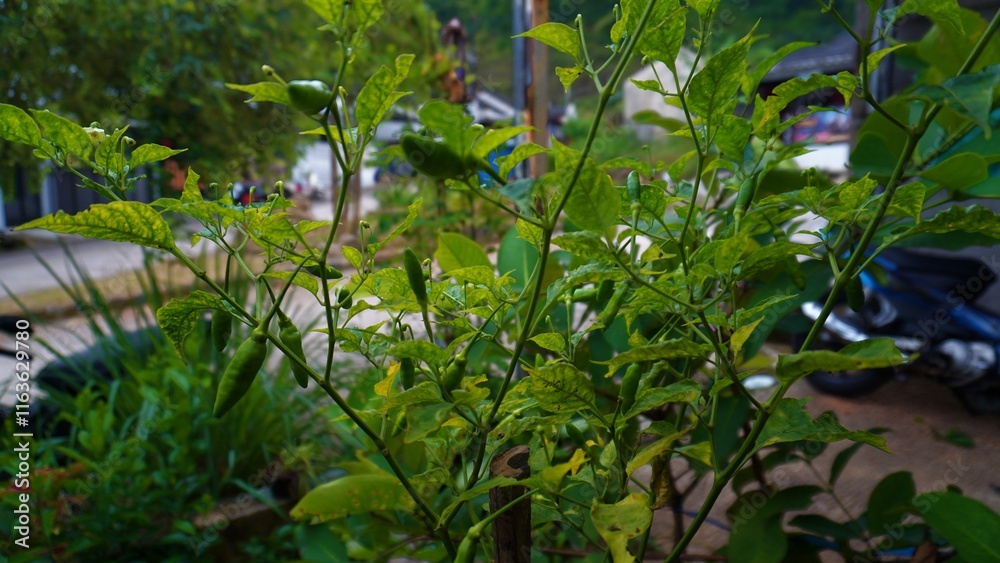 Green Chili Pepper Plant Green Chili Pepper Plant