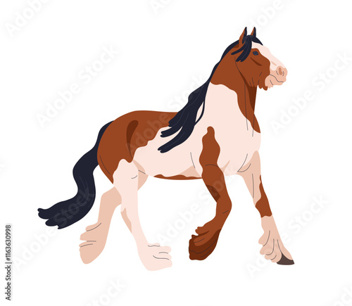Gypsy Cob horse walking. Piebald equine animal with feathered legs, spots and patches pattern on coat. Thoroughbred stallion breed trotting. Flat vector illustration isolated on white background