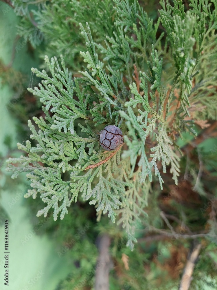 Obraz premium Cypress cone