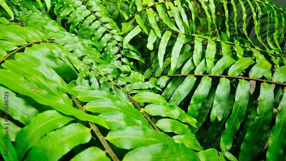 Obraz premium Green fern bunch background for decoration on nature and tropical forest.