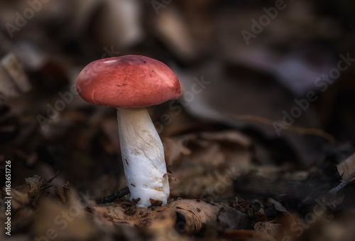 Tableau sur toile Russula mushroom growing among moss inside a beech forest