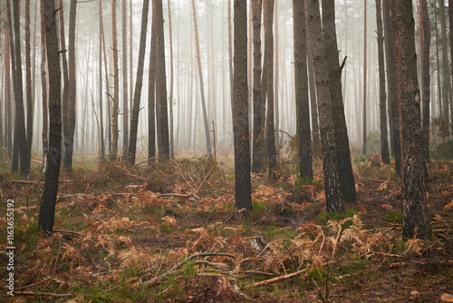 las,wycinka,mgła  photo