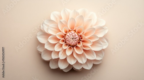 Pink and ivory flower on taupe background with natural light photo