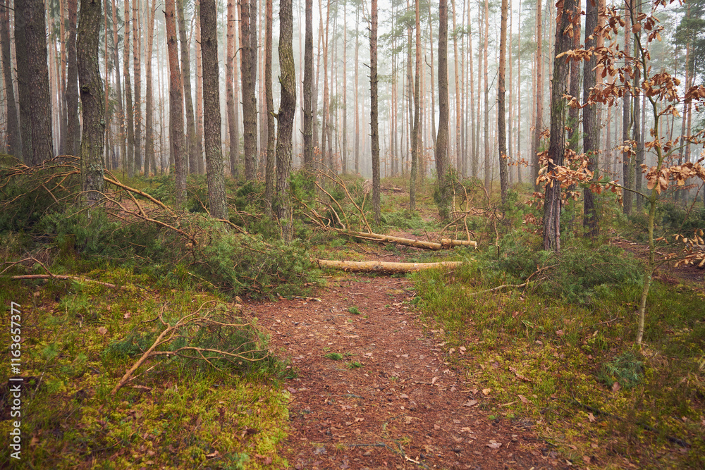 Obraz premium leśna droga,mgła 