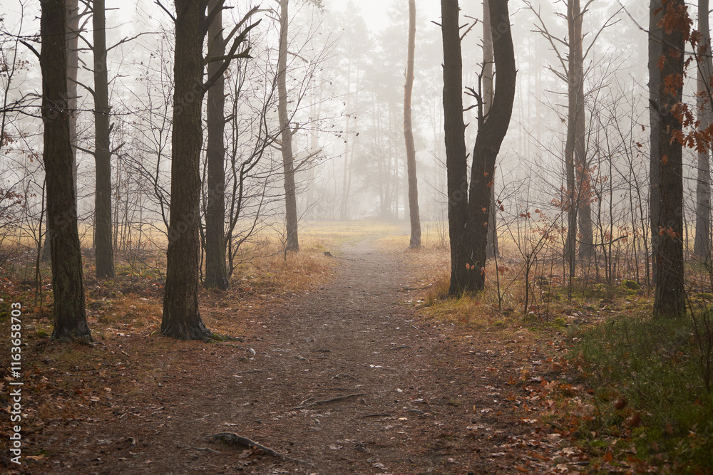Fototapeta premium parkowa ścieżka ,mgła 