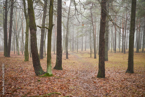 parkowa ścieżka ,mgła  photo