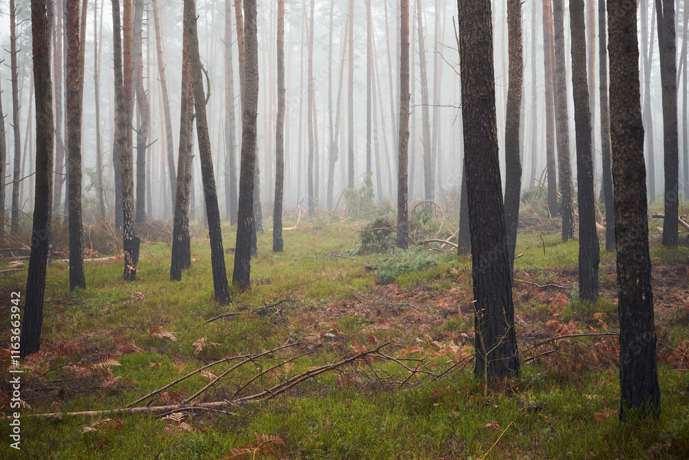 Naklejka premium las,mgła