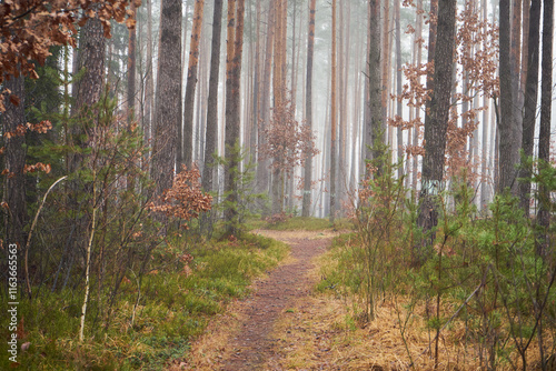 leśna ścieżka ,mgła  photo