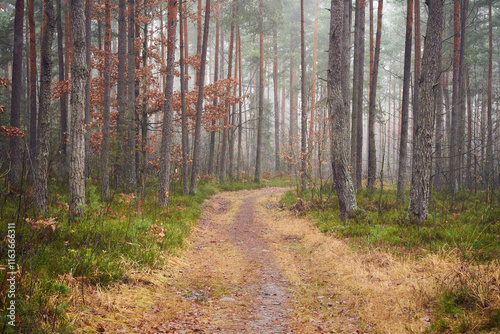 leśna droga,mgła  photo