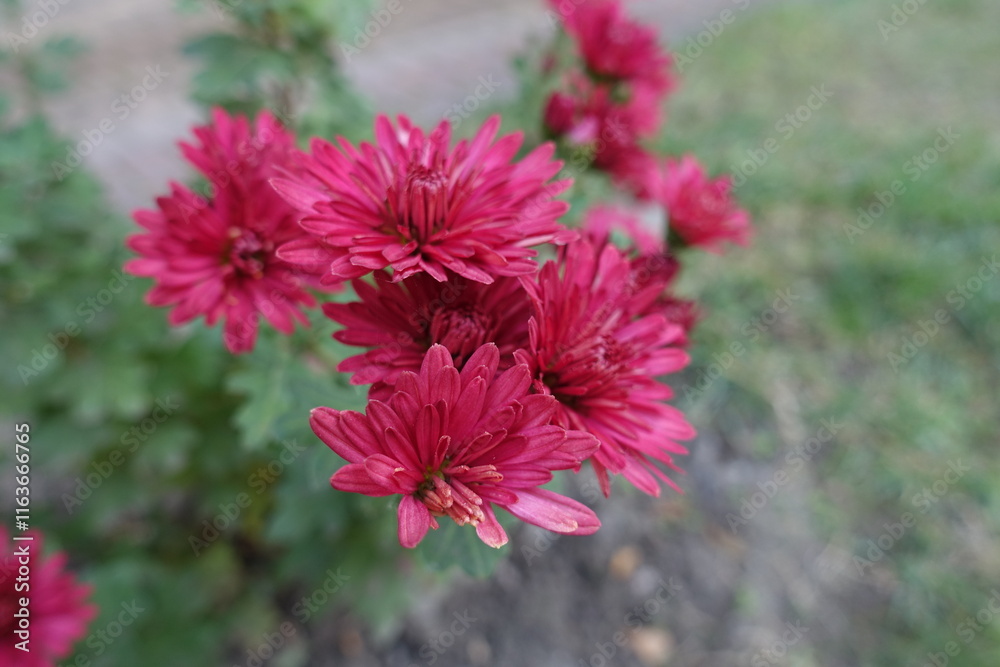 Close shot of magenta colored flowers of Chrysanthemums in mid October Close shot of magenta colored flowers of Chrysanthemums in mid October