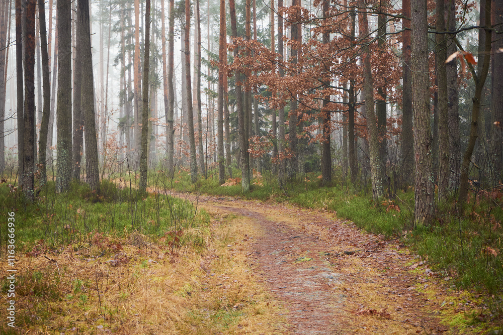 Obraz premium leśna droga,mgła 