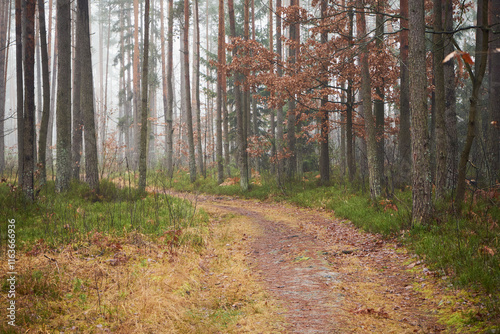 leśna droga,mgła  photo