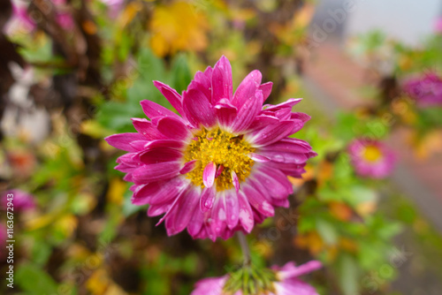 Closeup of pink, white and yellow flower of Chrysanthemum with raindrops in December photo