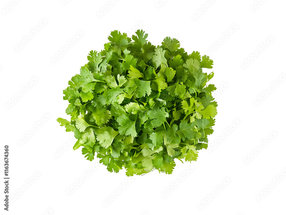 Obraz premium Aerial View of Cilantro Bunch Isolated On A White Background, PNG Transparent