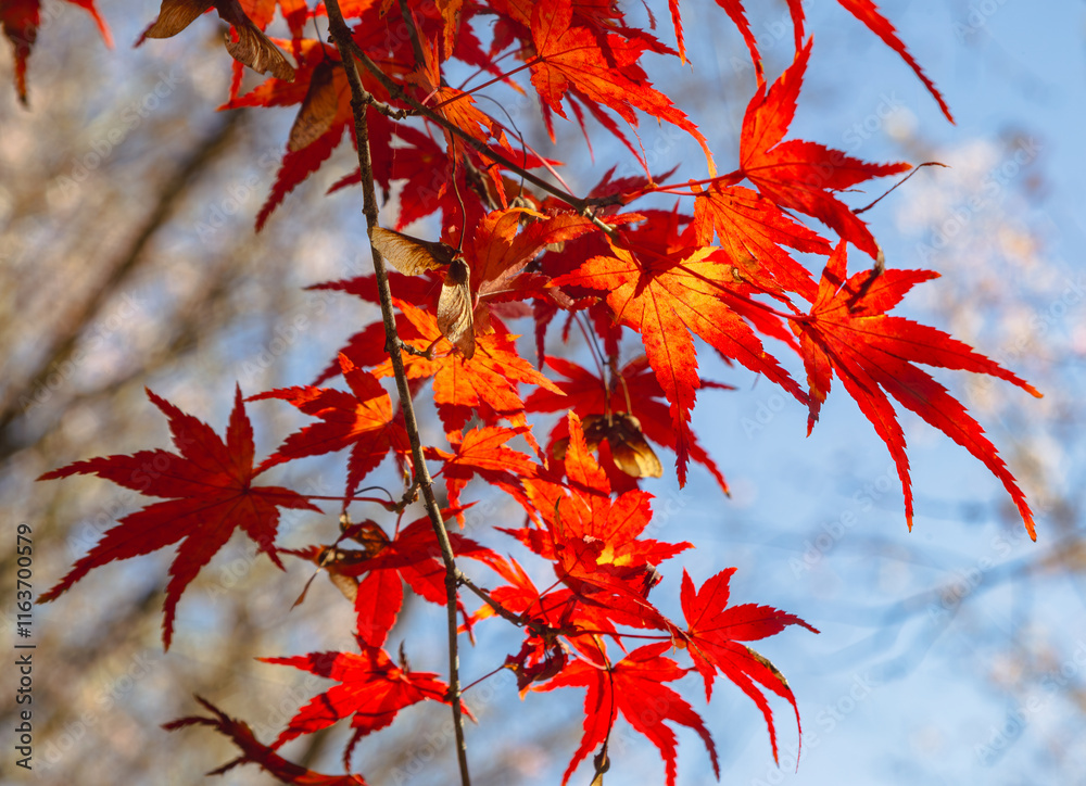 城峯公園 紅葉風景 紅葉 城峯公園 紅葉風景 紅葉