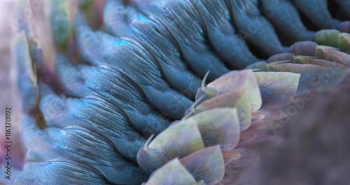 Epitoky form worm Polychaeta Nereis virens under microscope, family Nereididae. Modified enlarged parapodia and developed paddle-like setae to improve swimming ability. White Sea photo