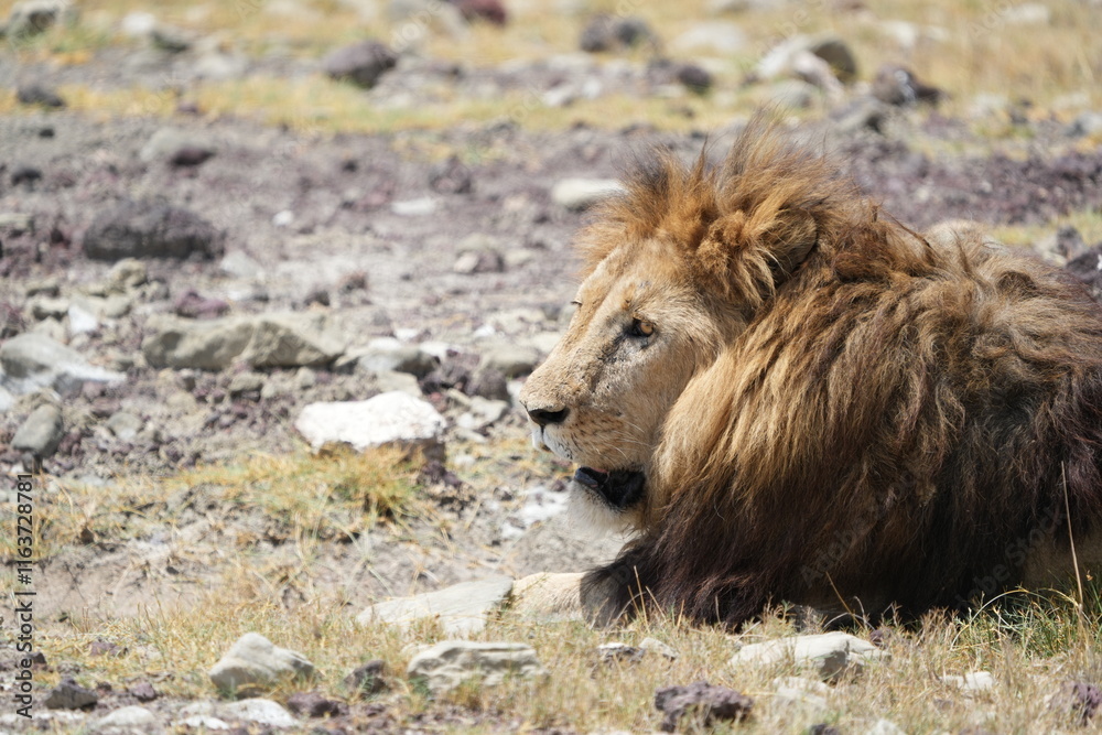Fototapeta premium close up of a male lion laying down in the Ngorongoro crater Tanzania, older male, mane, 
