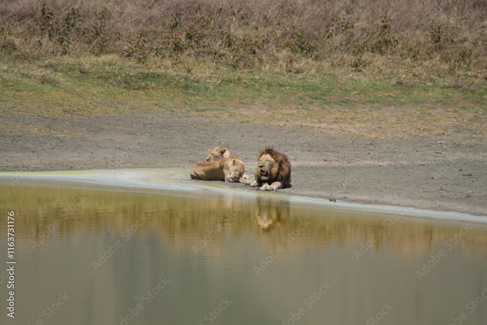 pride of lions laying at a reflective pool in the Ngorongoro national park tanzania pride of lions laying at a reflective pool in the Ngorongoro national park tanzania