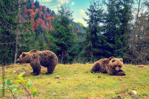 Two adult brown bears in nature. Bears walk in the mountains