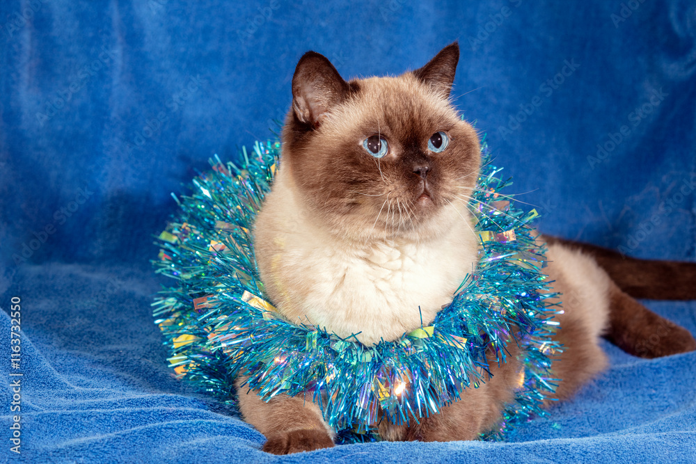 Funny choco colorpoint cat wrapped in Christmas glitter garland lying on a soft blue blanket. Christmas concept