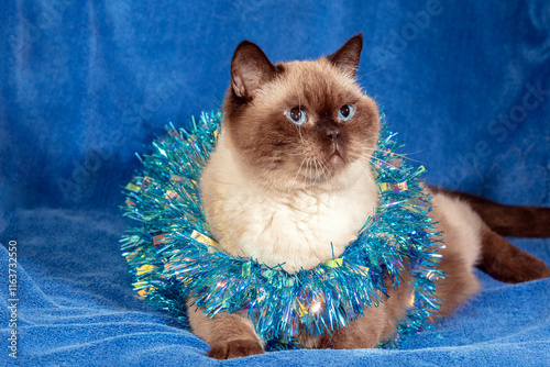 Obraz na płótnie Funny choco colorpoint cat wrapped in Christmas glitter garland lying on a soft blue blanket. Christmas concept w salonie