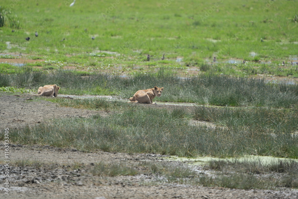 lions drinking water in a creek at the Ngorongoro crater in tanzania, safari, lions drinking water in a creek at the Ngorongoro crater in tanzania, safari,