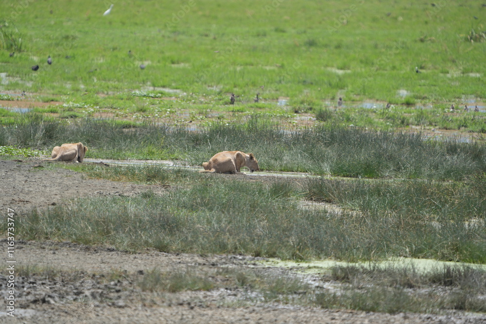 lions drinking water in a creek at the Ngorongoro crater in tanzania, safari, lions drinking water in a creek at the Ngorongoro crater in tanzania, safari,