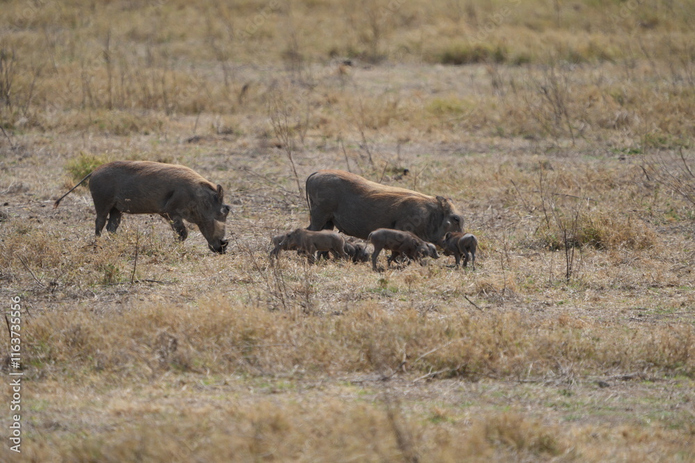 family of warthogs with babies grazing in the Ngorongoro crater in Tanzania, national park, pumba and baby pumbas family of warthogs with babies grazing in the Ngorongoro crater in Tanzania, national park, pumba and baby pumbas