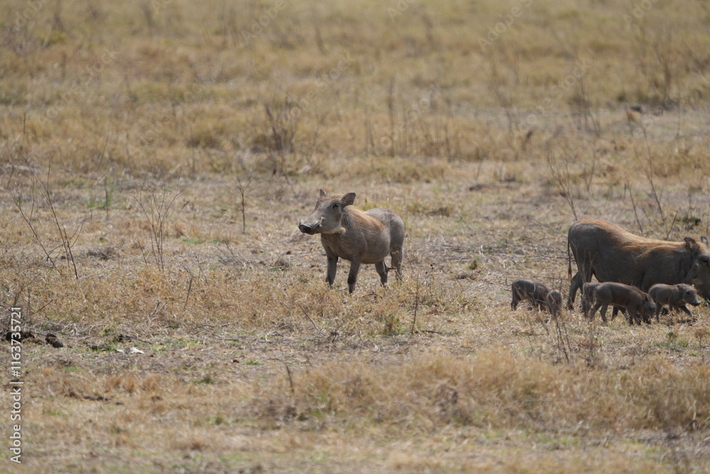 family of warthogs with babies grazing in the Ngorongoro crater in Tanzania, national park, pumba and baby pumbas family of warthogs with babies grazing in the Ngorongoro crater in Tanzania, national park, pumba and baby pumbas