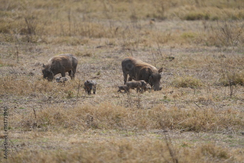 family of warthogs with babies grazing in the Ngorongoro crater in Tanzania, national park, pumba and baby pumbas photo