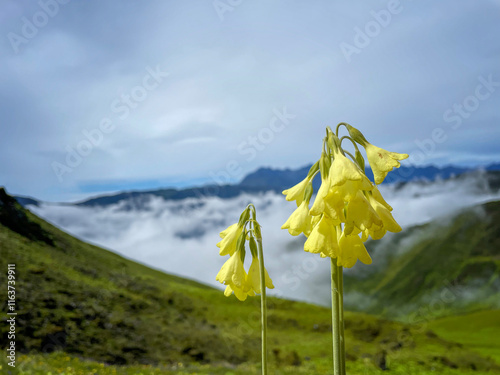  Primula malacoides photo