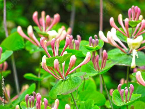 flowering caprifol (Lonicera caprifolium) in summer photo