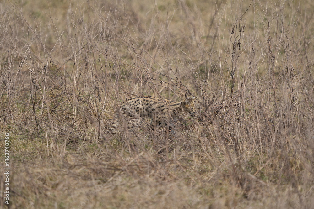 portrait of a serval cat hunting in the ngorongoro crater in tanzania portrait of a serval cat hunting in the ngorongoro crater in tanzania